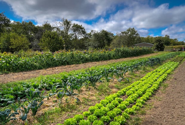 Queens County Farm Museum