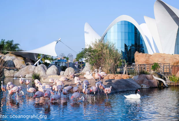 Oceanogràfic Valencia