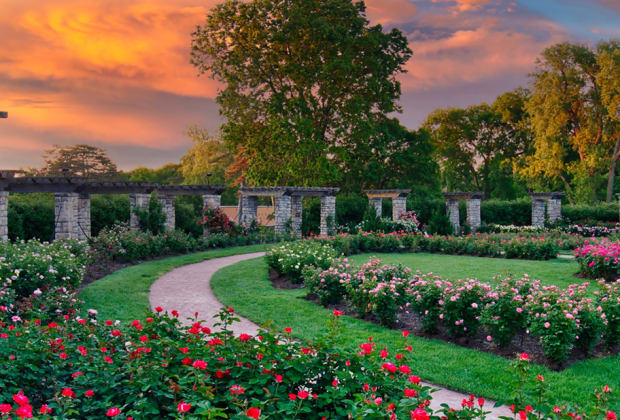 American Rose Center