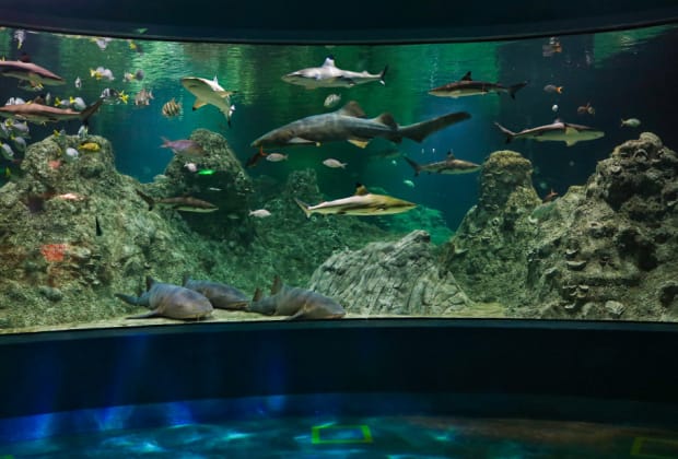 Acuario Michin Puebla