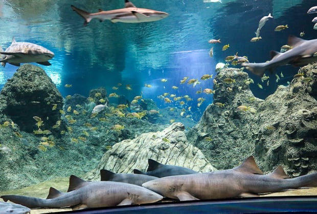 Acuario Michin Puebla